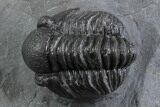 Curled Proetid (Gerastos) Trilobite Fossil - Morocco #377278-3